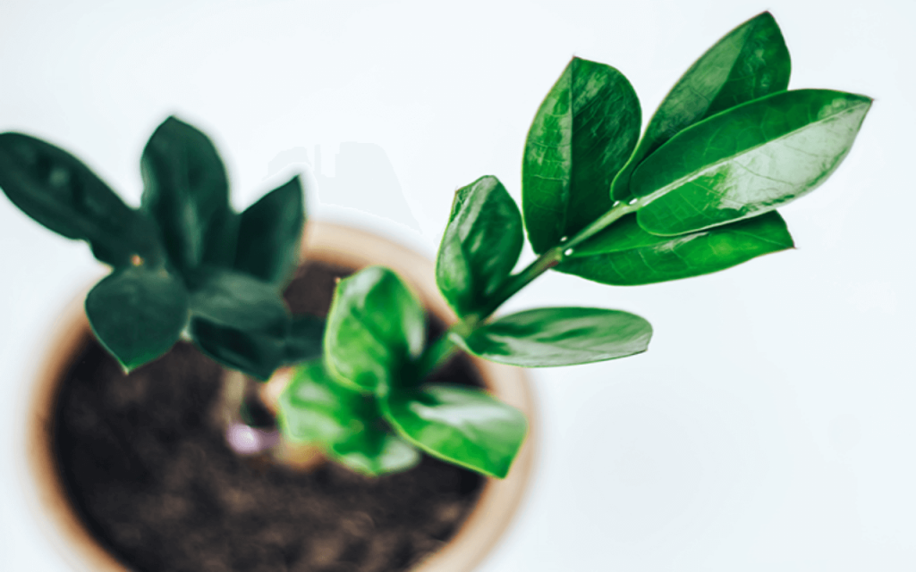 Zamioculcas para Casa
