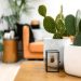 Plantas para Dentro de Casa
